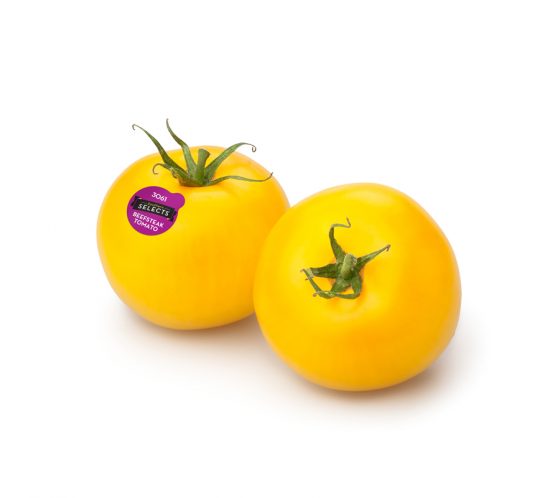 Southern Selects Yellow Beefsteak Tomato